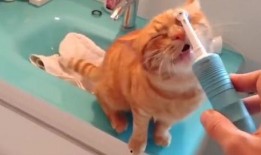 猫咪爆料合集视频大全免费观看,免费观看合集视频盛宴