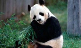 熊猫娱乐吃瓜酱,揭秘娱乐圈幕后故事