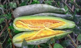 纹身店的网红吃瓜,揭秘娱乐圈幕后真相