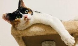 猫咪爆料合集视频大全免费观看,免费观看合集视频盛宴