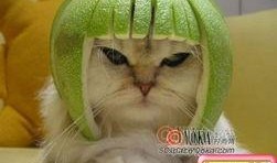 柚子猫小僵尸爆料视频,揭秘神秘视频背后的惊人真相