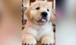 猫咪爆料合集视频大全免费观看,免费观看合集视频盛宴