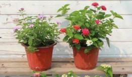 亳州酸菜爆料视频最新版,揭秘传统美食背后的秘密与传承