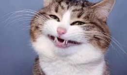 娱乐吃瓜小猫咪小说,小猫咪的娱乐圈冒险之旅