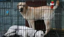 最新宠物爆料网