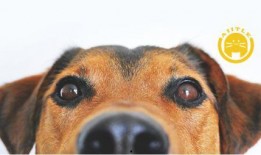 最新宠物爆料网