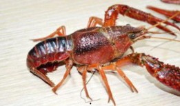 小龙虾转盘爆料视频在线观看,视频内容大起底