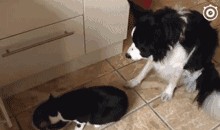 叶枫爆料边牧视频大全播放,边牧视频大全播放背后的精彩瞬间