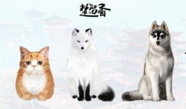 最新宠物爆料网