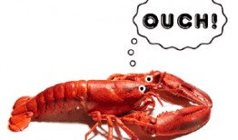 小龙虾转盘爆料视频在线观看,视频内容大起底