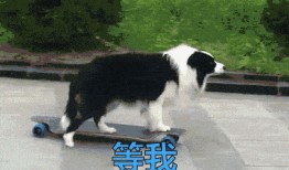 叶枫爆料边牧视频大全播放,边牧视频大全播放背后的精彩瞬间