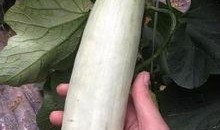 最近网上曝光的网红吃瓜,揭秘网络舆论背后的真相与争议