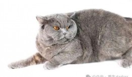 胖猫事件爆料视频,揭秘网络爆料的背后真相